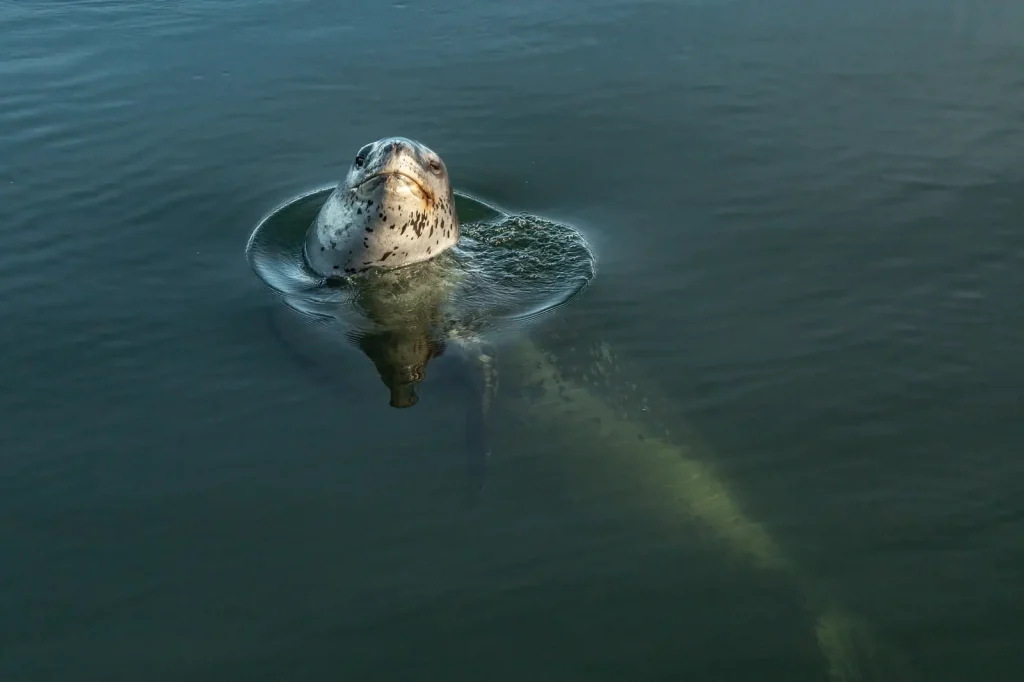 Foca leopardo en la Laguna San Rafael